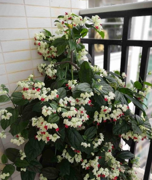 夏季養(yǎng)花選這款,好看又好養(yǎng),四季開花,花量豐富,陽臺(tái)變花園 栽培