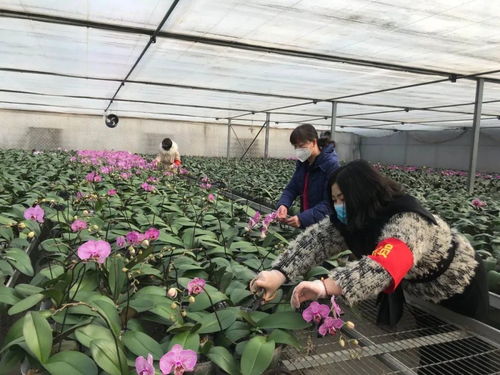 伸援手 獻(xiàn)愛心 西青區(qū)王蘭莊村婦聯(lián)線上助力西青夢(mèng)森蘭花卉種植基地認(rèn)購公益活動(dòng)
