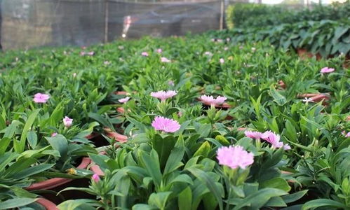 快看 2023年企石鎮(zhèn)迎春購花點(diǎn)和花卉種植場(chǎng)在這里