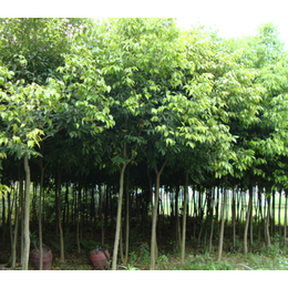 樂山天竺桂,成都青峰苗木園林,天竺桂苗木_其他綠化苗木_第一槍