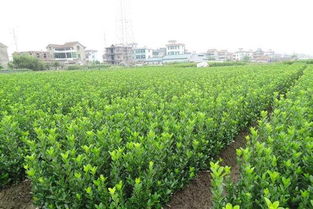 河南省鄢陵縣飛揚花木基地