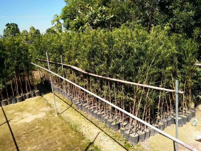 【羅漢松培養(yǎng)基地、羅漢松小苗直銷、質(zhì)優(yōu)價廉】綠化苗木,價格,廠家,供應(yīng)商,花木,龍海市東泗興輝園藝場 - 產(chǎn)品庫