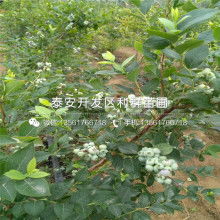 充電寶愛國者價格 充電寶愛國者公司 圖片 視頻