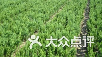 大眾點(diǎn)評