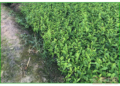 【福鼎大白茶苗價(jià)格】福鼎大白茶苗價(jià)格,價(jià)格,廠家,供應(yīng)商,花木、果木種苗,雅安市名山區(qū)惠農(nóng)苗木種植農(nóng)民專業(yè)合作社 - 產(chǎn)品庫(kù)