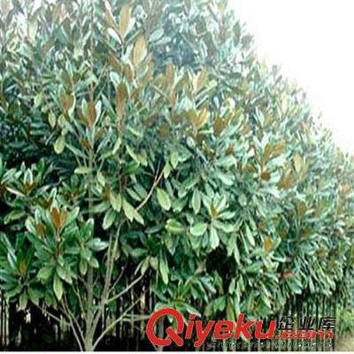 供應(yīng)花卉綠化工程苗 廣玉蘭小苗批發(fā) 2-3-5-8-10公分-沭陽(yáng)縣萬(wàn)花軒苗圃提供供應(yīng)花卉綠化工程苗 廣玉蘭小苗批發(fā) 2-3-5-8-10公分的相關(guān)介紹、產(chǎn)品、服務(wù)、圖片、價(jià)格沭陽(yáng)縣萬(wàn)花軒苗圃、綠化苗木;果樹;盆景;種子;承接綠化工程