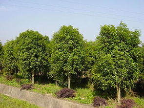 四川供應(yīng) 綠化苗木求購(gòu)信息 四川苗木價(jià)格