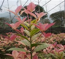 【南京新產(chǎn)品五彩桂花苗、鴻林苗木(圖)、五彩桂花圖片】價格,廠家,圖片,工程承包,常州鴻林苗木專業(yè)合作社chun銷售部-中國行業(yè)信息網(wǎng)