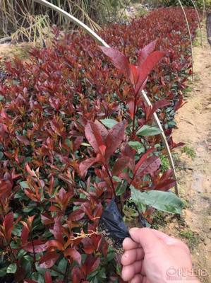 【綠化灌木紅葉石楠袋苗銷售、質(zhì)優(yōu)價廉】綠化苗木,價格,廠家,供應(yīng)商,花木,龍海市東泗興輝園藝場 - 產(chǎn)品庫