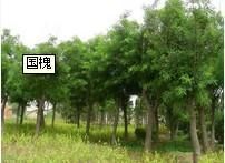 供應(yīng)濰坊青州-國(guó)槐報(bào)價(jià) 國(guó)槐價(jià)格-青州春雨苗木基地_農(nóng)副產(chǎn)品_世界工廠(chǎng)網(wǎng)中國(guó)產(chǎn)品信息庫(kù)