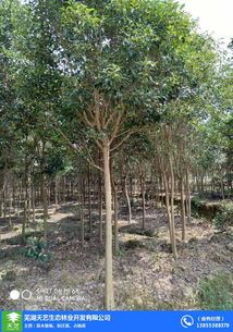 出售香樟樹(shù)占地苗木 苗木 蕪湖天藝 在線(xiàn)咨詢(xún)