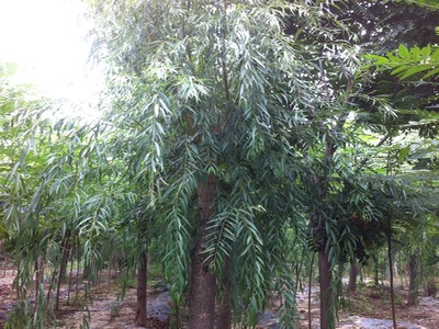 山東萬畝苗木大量出售西湖垂柳-山東萬畝苗木培育基地提供山東萬畝苗木大量出售西湖垂柳的相關介紹、產品、服務、圖片、價格13-14公分紅葉碧桃樹苗、5公分龍柱碧桃價格、3公分菊花碧桃小苗、8公分法桐基地、速生白蠟樹苗、山東國槐樹基地、
