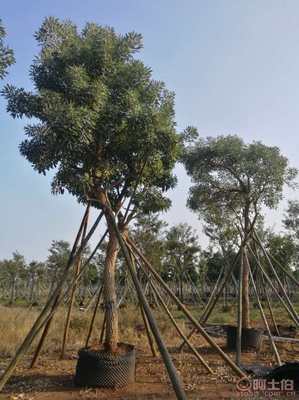 【全冠香樟袋苗供應、種植基地直銷、價格實惠】綠化苗木,價格,廠家,供應商,花木,龍海市東泗興輝園藝場 - 產品庫