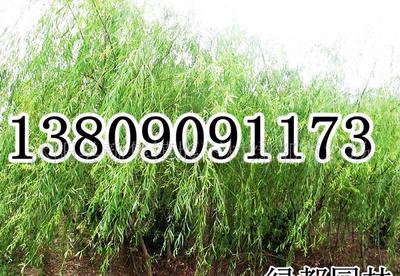 【長(zhǎng)期各種規(guī)格垂柳,樹(shù)形優(yōu)美,冠幅勻稱(chēng)(圖)】?jī)r(jià)格_廠家_圖片