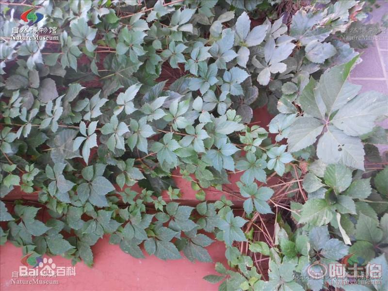 【遼寧五葉/三葉地錦 爬山虎小苗 新疆爬山虎 內(nèi)蒙三葉地錦哪里買(mǎi)】002,價(jià)格,廠家,供應(yīng)商,花木,開(kāi)原市富春苗木經(jīng)銷(xiāo)處 - 產(chǎn)品庫(kù)