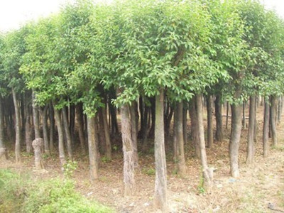 大葉女真價(jià)格價(jià)格_規(guī)格齊全的大葉女貞苗木批發(fā)直銷(xiāo) 農(nóng)戶價(jià)格_湖南長(zhǎng)沙市大葉女真.