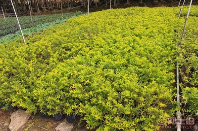 【黃金葉種植基地、基地直銷、質(zhì)優(yōu)價廉】綠化苗木,價格,廠家,供應(yīng)商,花木,龍海市東泗興輝園藝場 - 產(chǎn)品庫