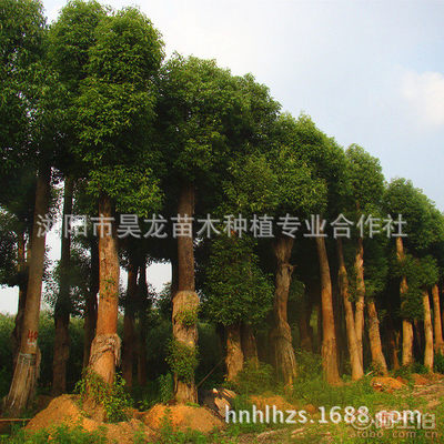 【湖南廠家供應(yīng)香樟苗木常綠性香樟樹苗木量大從優(yōu)】瀏陽市昊龍苗木種植專業(yè)合作社 - 產(chǎn)品庫(kù)