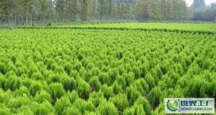 苗木-花木、柏球、花柏球、蜀檜球、大葉黃楊_農副產品_世界工廠網中國產品信息庫