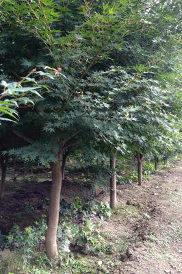 基地直銷五角楓樹(shù)苗批發(fā) 園林工程綠化苗木 量大優(yōu)惠 價(jià)格從優(yōu)