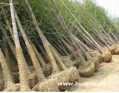 銀杏-江蘇省沭陽(yáng)縣景苑園林綠化園藝場(chǎng)苗木產(chǎn)品
