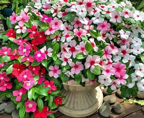 花期超長的4種花卉，一開花就是大半年，還好養
