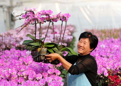 美麗經濟綻放 年宵花市場再升溫，花卉種植迎新春